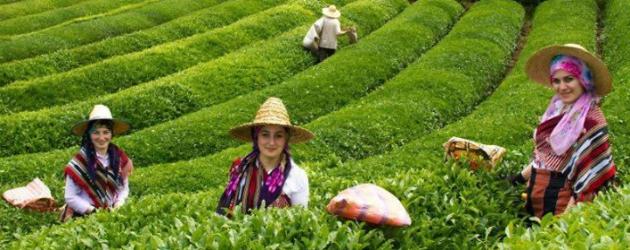 Tea Fields in Trabzon