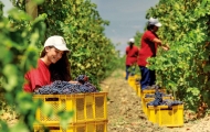 Grape fields in Manisa