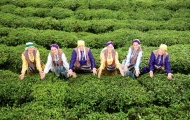 Tea Fields in Trabzon region